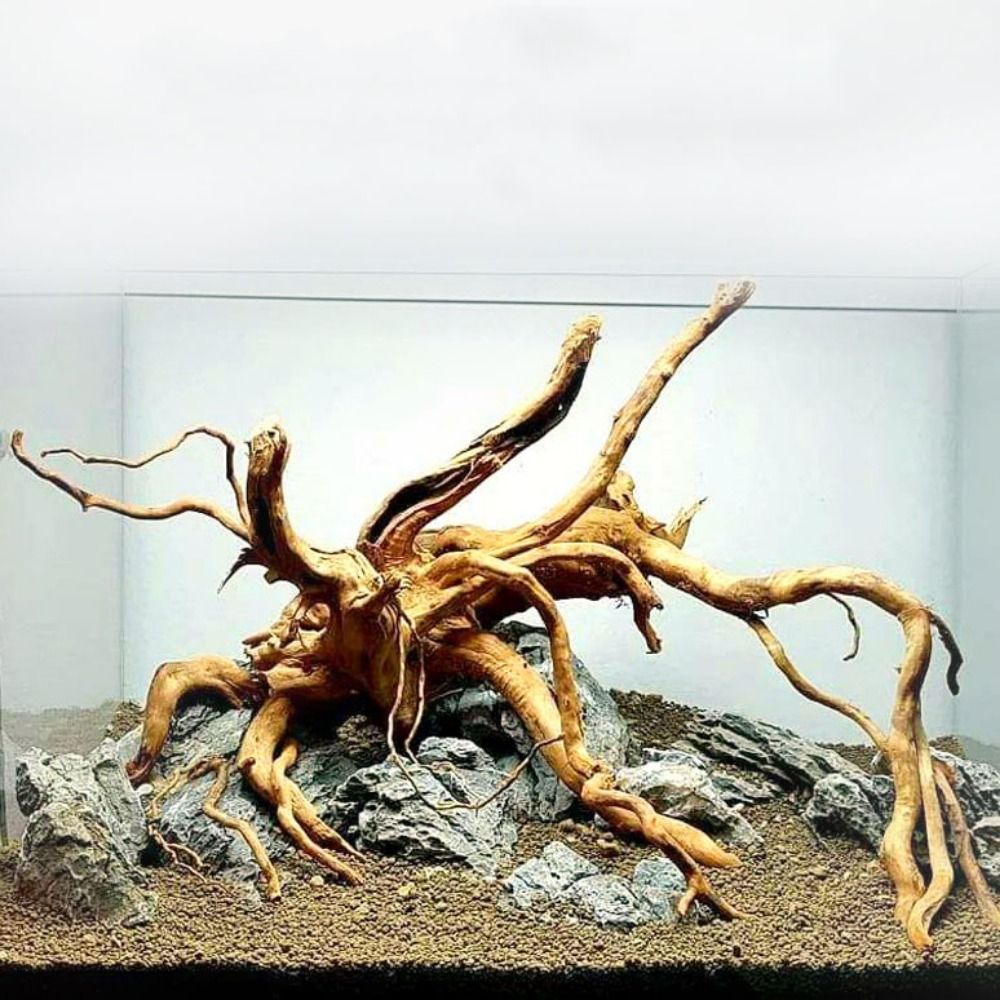 Aquarium Planted Wood - Legno Naturale per Acquario 20-25CM, Decorazione
