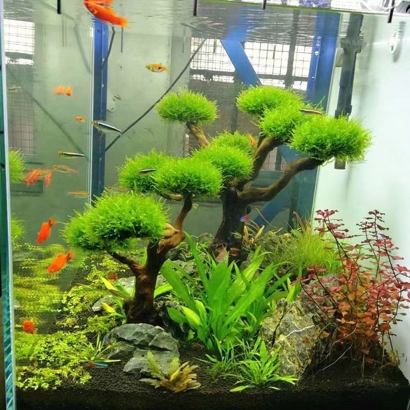 Aquarium Planted Wood - Acquario verde cornice in legno piantare