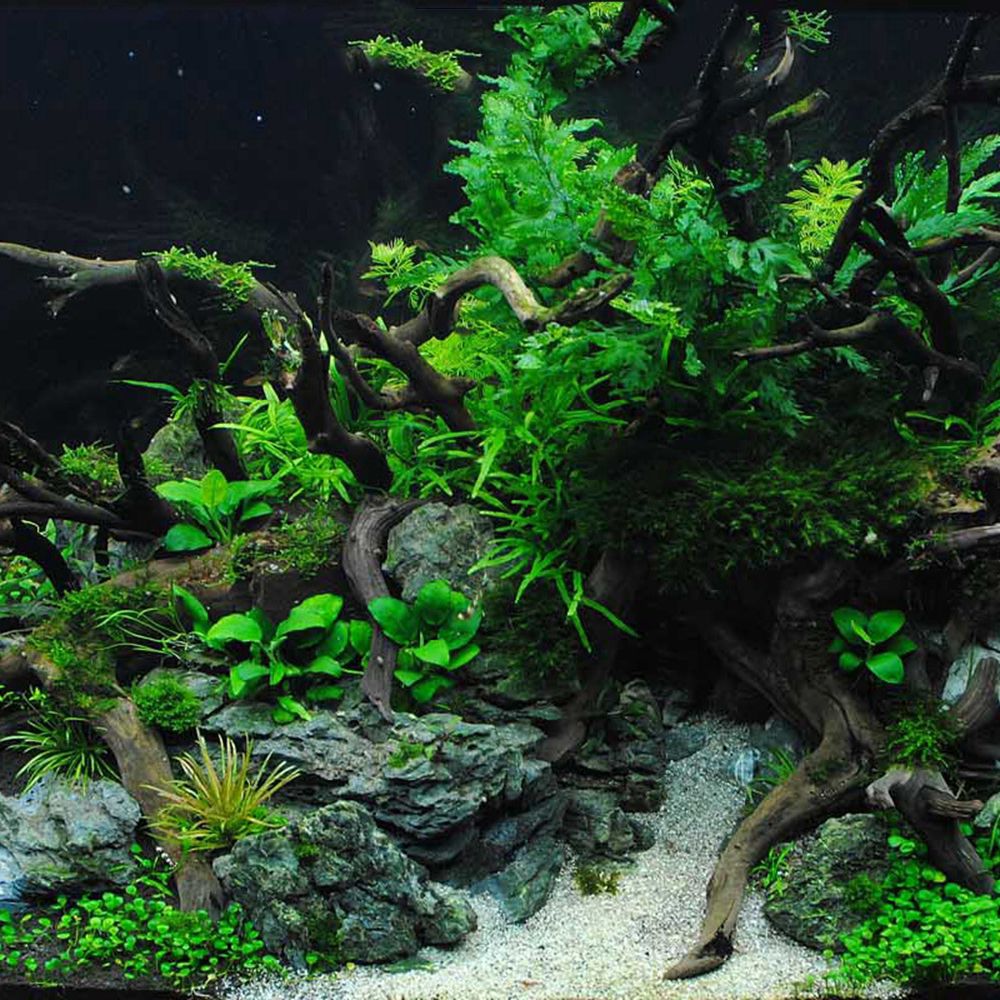 Legno N1N per Terrario Rettili - Aquarium Planted Wood recensione e prezzo