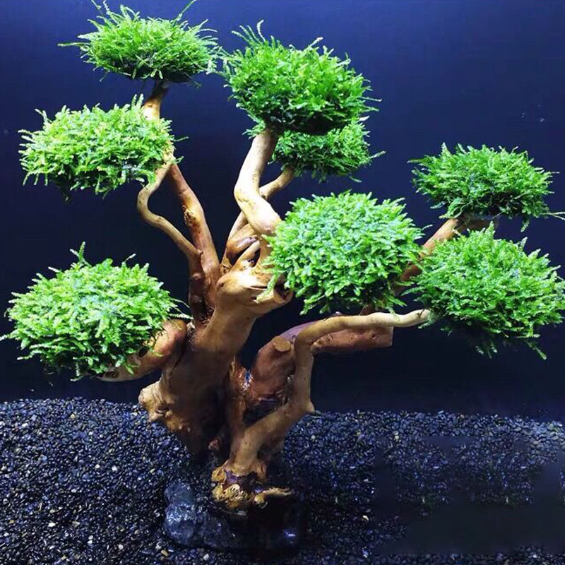 Acquario verde cornice in legn - Aquarium Planted Wood recensione e prezzo