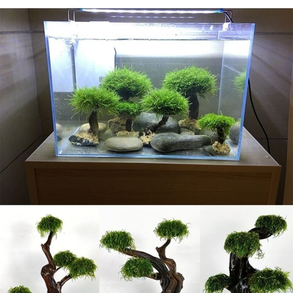 Acquario verde cornice in legn - Aquarium Planted Wood recensione e prezzo