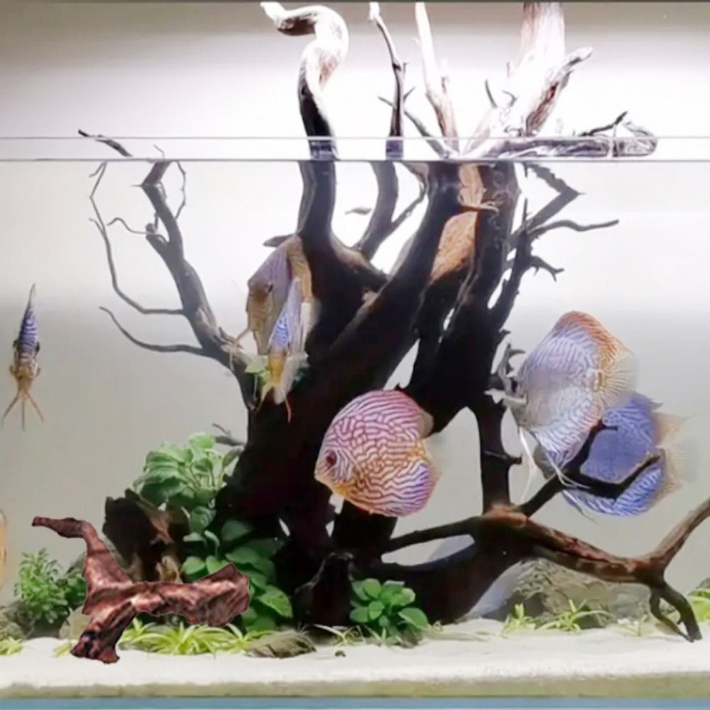 Radici di Pino Naturale a Form - Aquarium Planted Wood recensione e prezzo