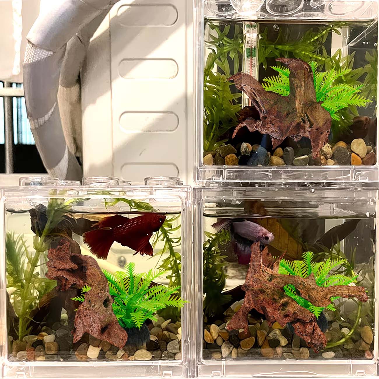 Legno Naturale Affondabile da  - Aquarium Planted Wood recensione e prezzo